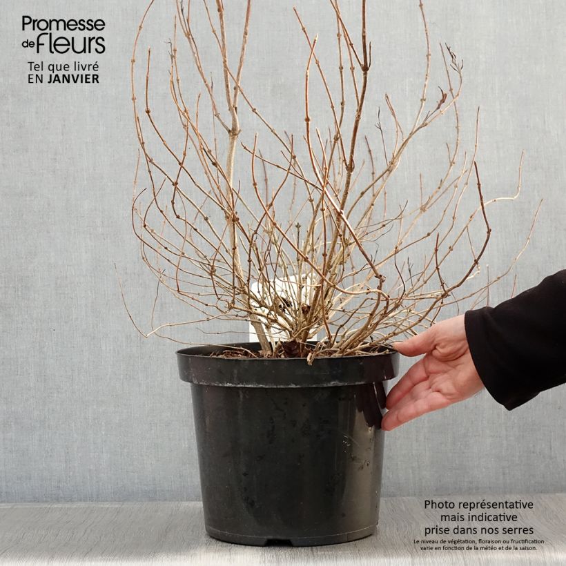 Exemplar von Weigela florida White Lightning Topf mit 7,5L/10L wie im Winter geliefert