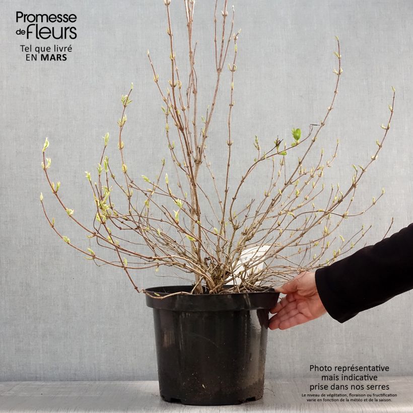 Exemplar von Weigela florida White Lightning Topf mit 7,5L/10L wie im Frühjahr geliefert