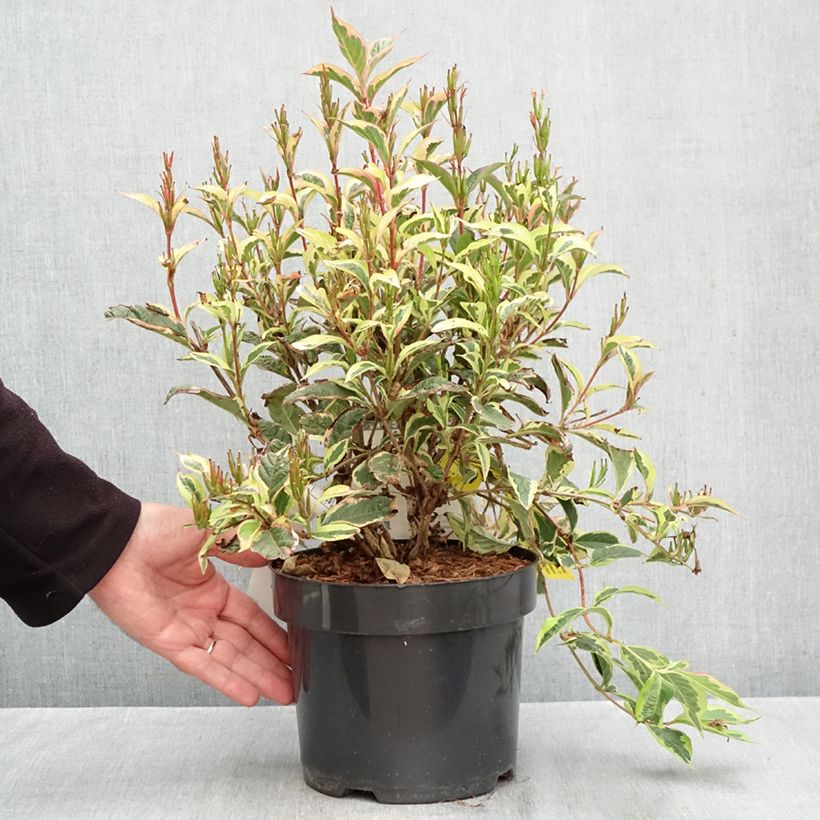 Exemplar von Weigela florida White Lightning Topf mit 2L/3L wie im Herbst geliefert