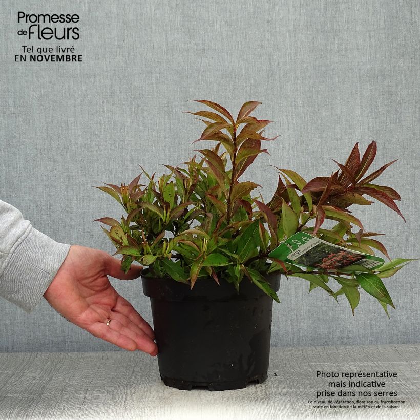 Exemplar von Weigela All Summer Peach Topf mit 3L/4L wie im Herbst geliefert