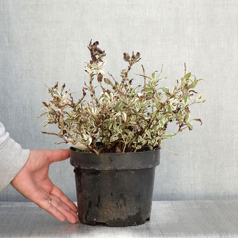 Exemplar von Weigela florida Monet Verweig Topf mit 2L/3L wie im Herbst geliefert