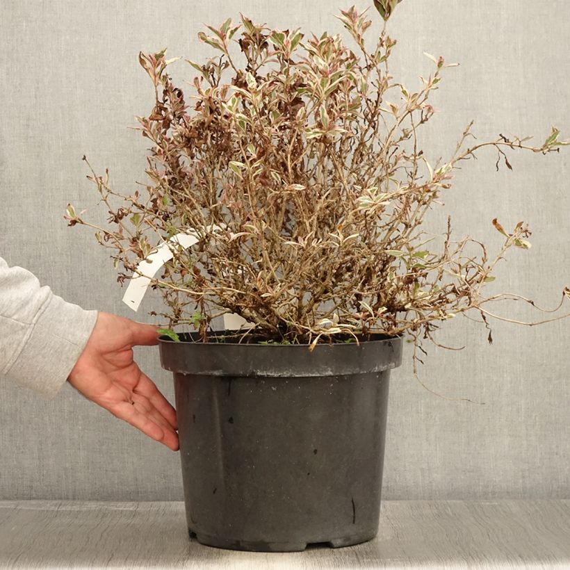 Exemplar von Weigela florida Monet Verweig Topf mit 7,5L/10L wie im Herbst geliefert