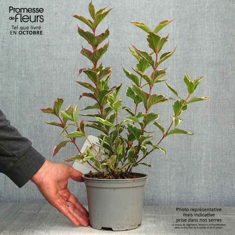 Exemplar von Weigela florida Nana Variegata Topf mit 2L/3L wie im Herbst geliefert