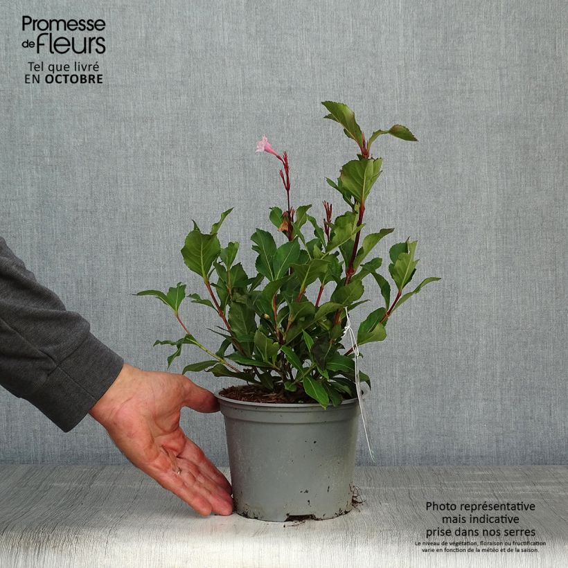 Exemplar von Weigela florida Polka Topf mit 2L/3L wie im Herbst geliefert
