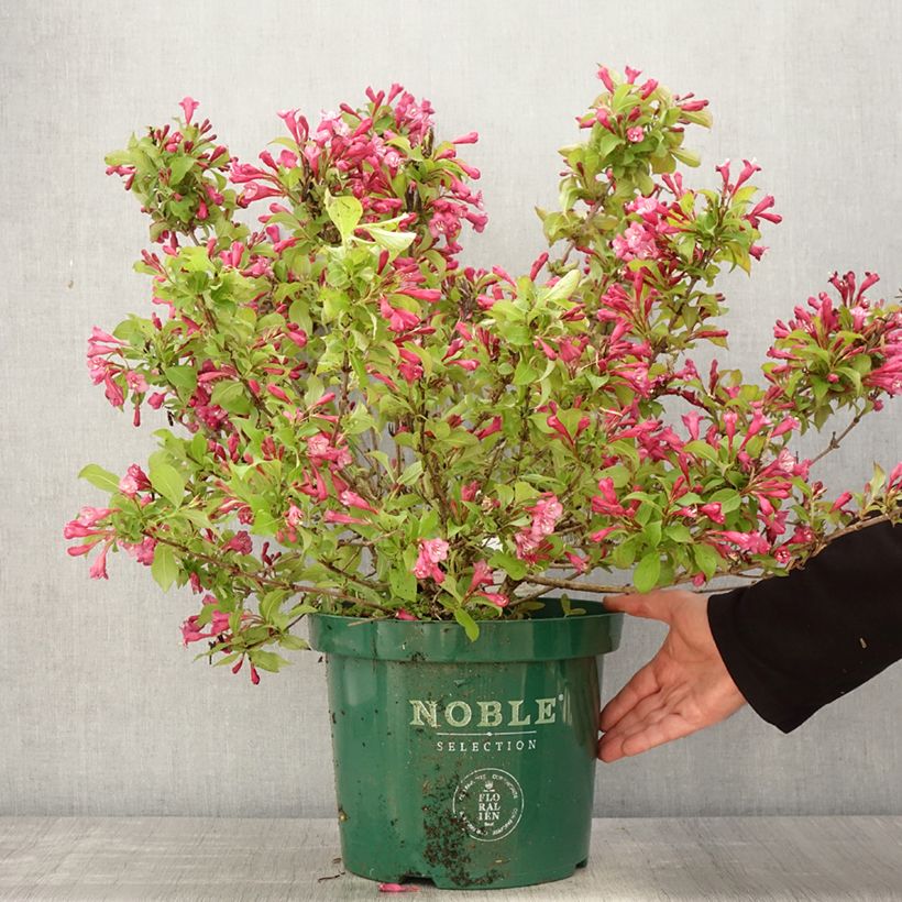 Exemplar von Weigela florida Princess Ayla Topf mit 7,5L/10L wie im Frühjahr geliefert