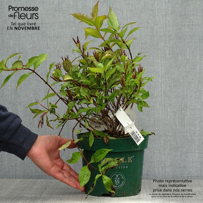 Exemplar von Weigela florida Princess Ayla Topf mit 3L/4L wie im Herbst geliefert