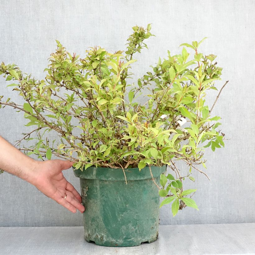 Exemplar von Weigela florida Princess Ayla Topf mit 7,5L/10L wie im Sommer geliefert