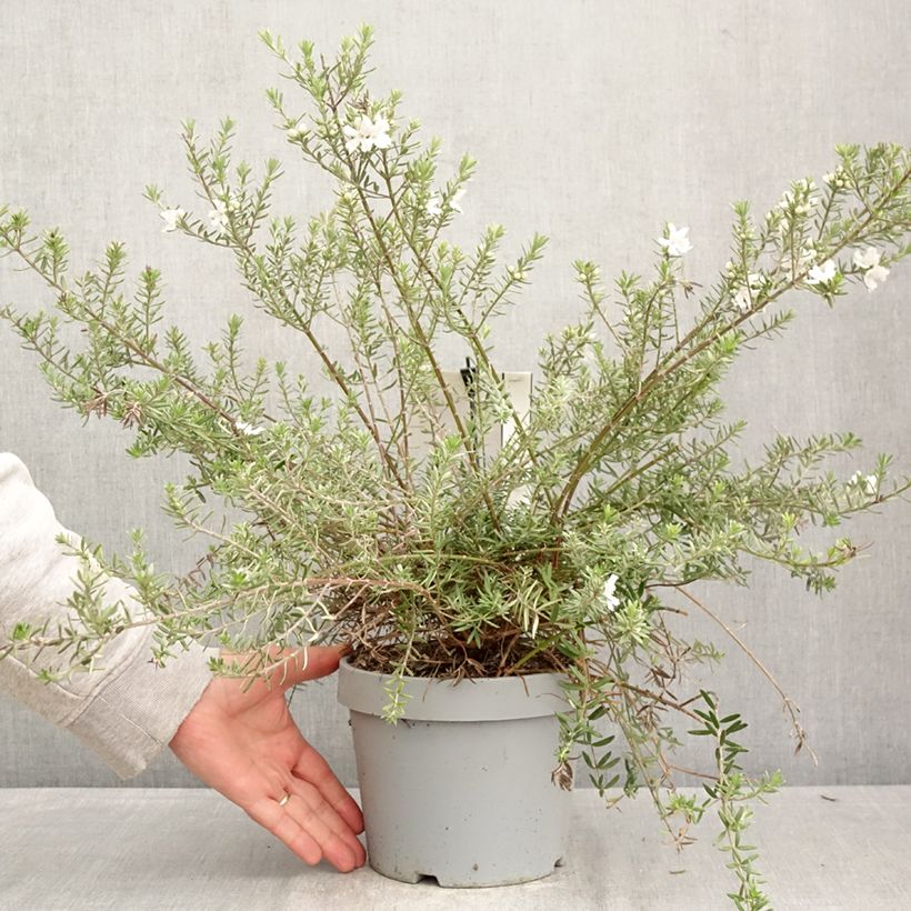 Exemplar von Westringia fruticosa Blue Gem - Australischer Rosmarin Topf mit 3L/4L wie im Frühjahr geliefert