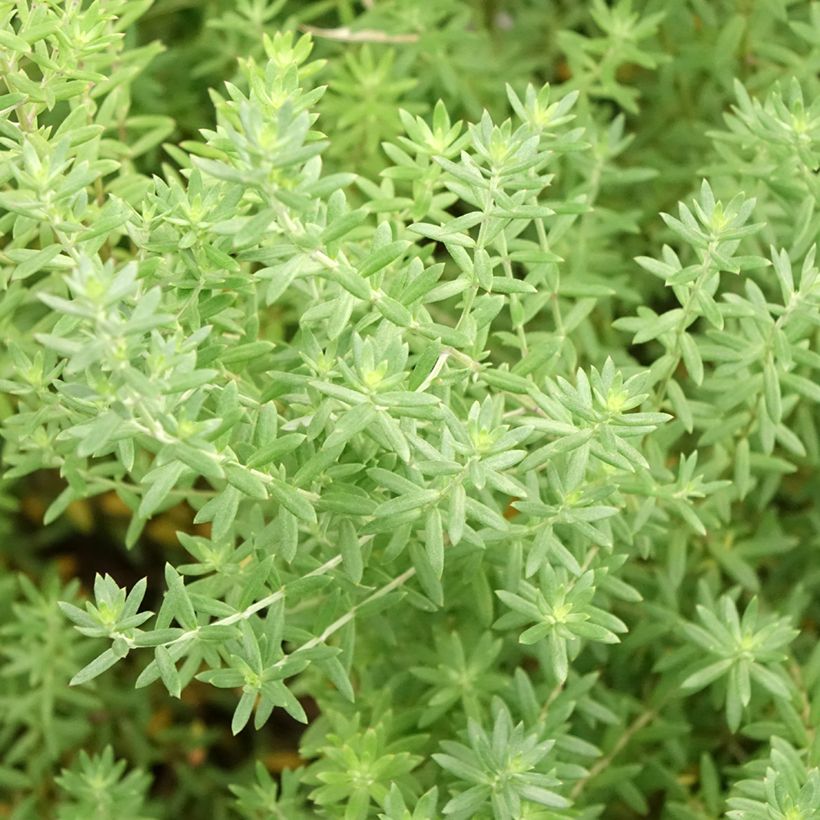 Westringia fruticosa Blue Gem - Australischer Rosmarin (Laub)
