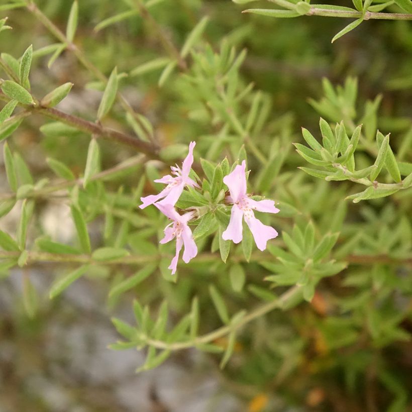 Westringia fruticosa Blue Gem - Australischer Rosmarin (Blüte)