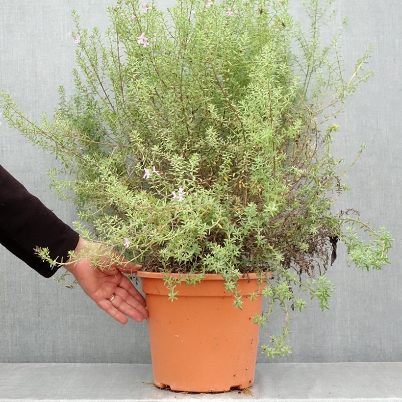 Exemplar von Westringia fruticosa Blue Gem - Australischer Rosmarin Topf mit 7,5L/10L wie im Herbst geliefert