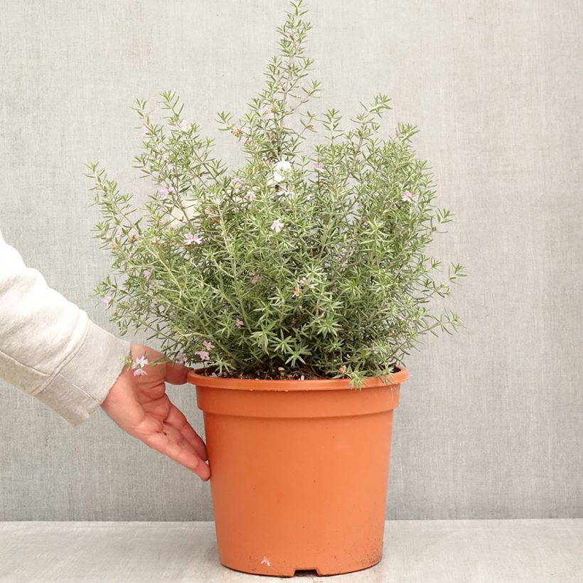 Exemplar von Westringia fruticosa Blue Gem - Australischer Rosmarin Topf mit 7,5L/10L wie im Frühjahr geliefert