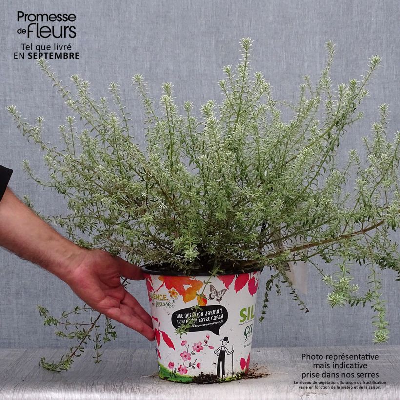 Exemplar von Westringia fruticosa Smookie - Australischer Rosmarin Topf mit 3L/4L wie im Herbst geliefert