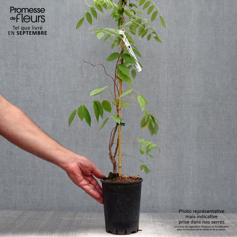 Exemplar von Wisteria frutescens Amethyst Falls - Blauregen Topf mit 3L/4L wie im Herbst geliefert
