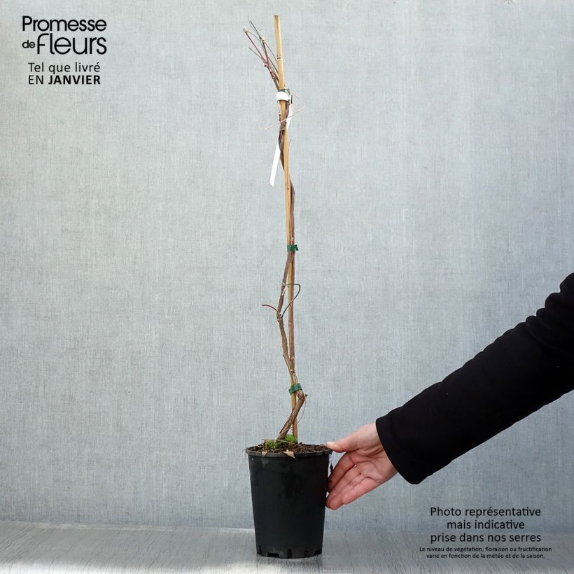 Exemplar von Wisteria frutescens Amethyst Falls - Blauregen Topf mit 3L/4L wie im Winter geliefert