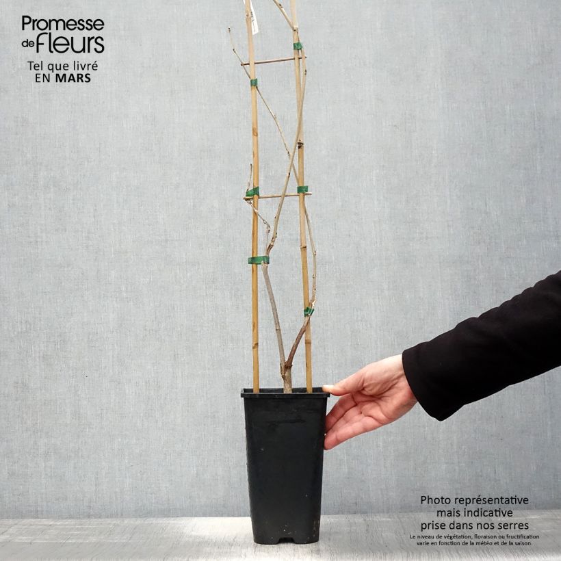 Exemplar von Wisteria venusta Rosea - Blauregen Topf mit 2L/3L wie im Frühjahr geliefert