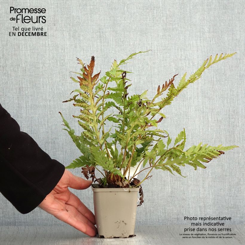 Exemplar von Woodwardia fimbriata - Grübchenfarn Kleine Töpfe von 8/9 cm wie im Herbst geliefert