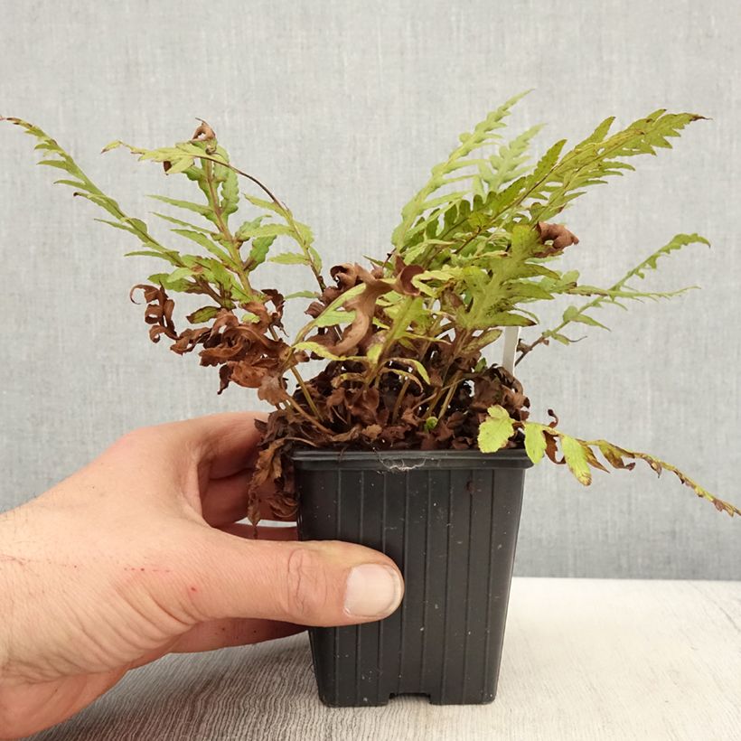 Exemplar von Woodwardia fimbriata - Grübchenfarn Kleine Töpfe von 8/9 cm wie im Frühjahr geliefert