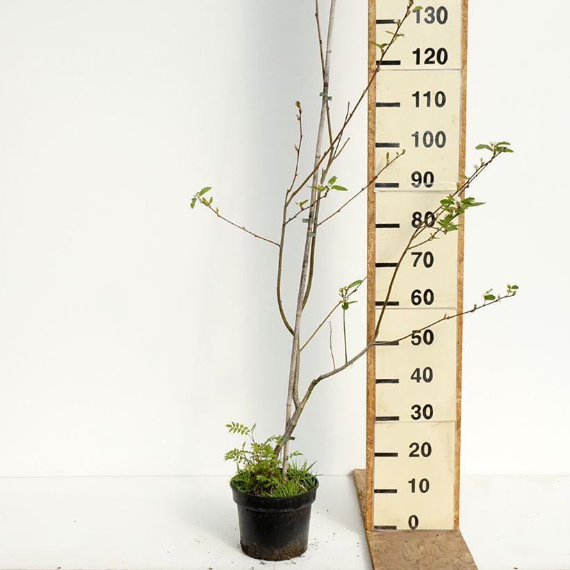 Exemplar von Amelasorbus jackii Topf mit 4L/5L wie im Frühjahr geliefert