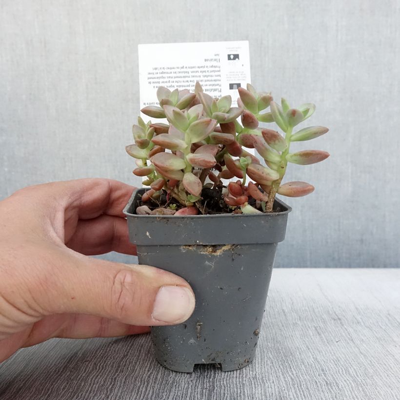 Exemplar von Graptosedum Bronze Kleine Töpfe von 8/9 cm wie im Herbst geliefert