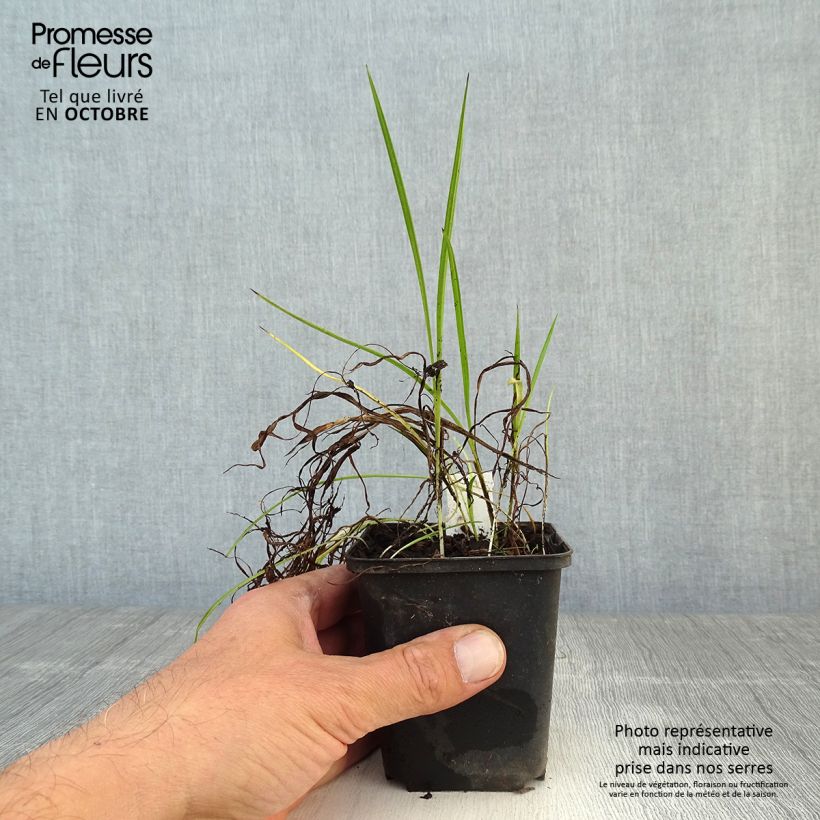 Exemplar von Rhodoxis Ria - Grasstern Kleine Töpfe von 8/9 cm wie im Herbst geliefert