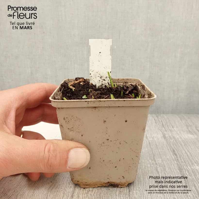 Exemplar von Rhodoxis Ria - Grasstern Kleine Töpfe von 8/9 cm wie im Frühjahr geliefert