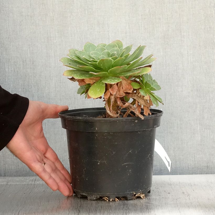 Exemplar von Semponium Diamond - Hybrid-Aeonium Topf mit 2L/3L wie im Herbst geliefert