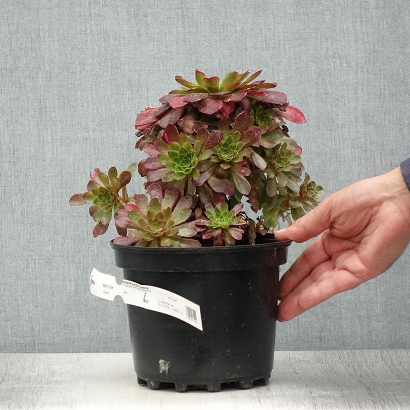 Exemplar von Semponium Sienna - Hybrid-Aeonium Topf mit 2L/3L wie im Sommer geliefert