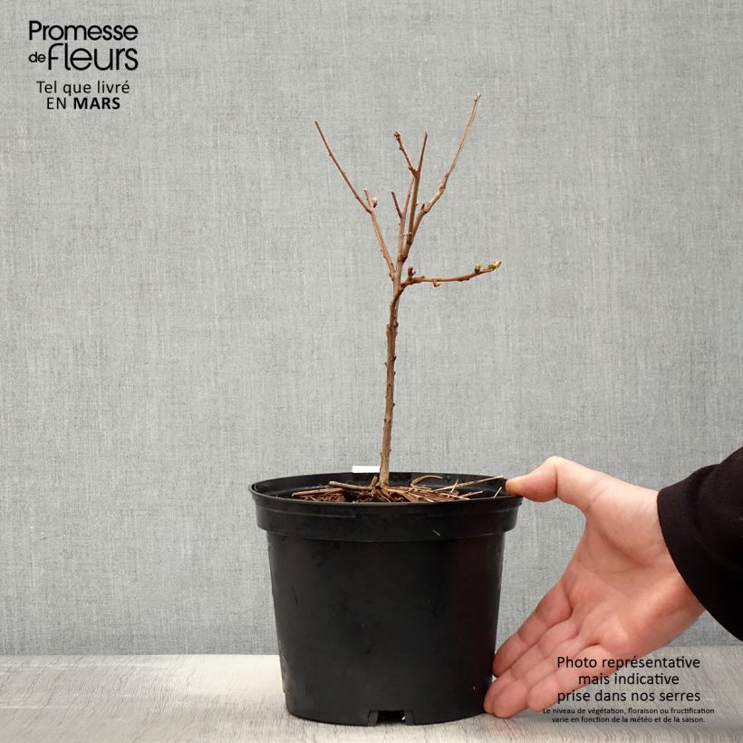 Exemplar von Xanthoceras sorbifolium - Gelbhorn Topf mit 3L/4L wie im Frühjahr geliefert