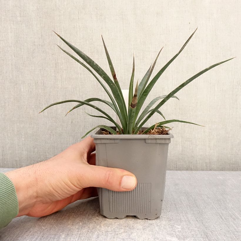 Exemplar von Yucca aloifolia Variegata - Graue Palmlilie Topf mit 1L/1,5L wie im Winter geliefert
