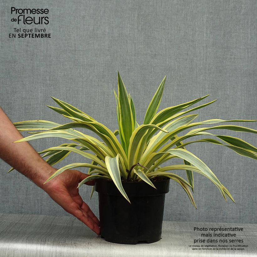 Exemplar von Yucca recurvifolia Bright Star - Palmlilie Topf mit 2L/3L wie im Herbst geliefert