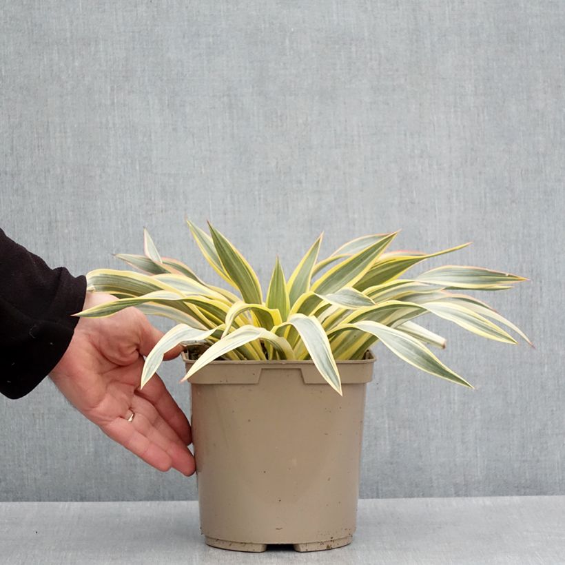 Exemplar von Yucca recurvifolia Bright Star - Palmlilie Topf mit 2L/3L wie im Frühjahr geliefert