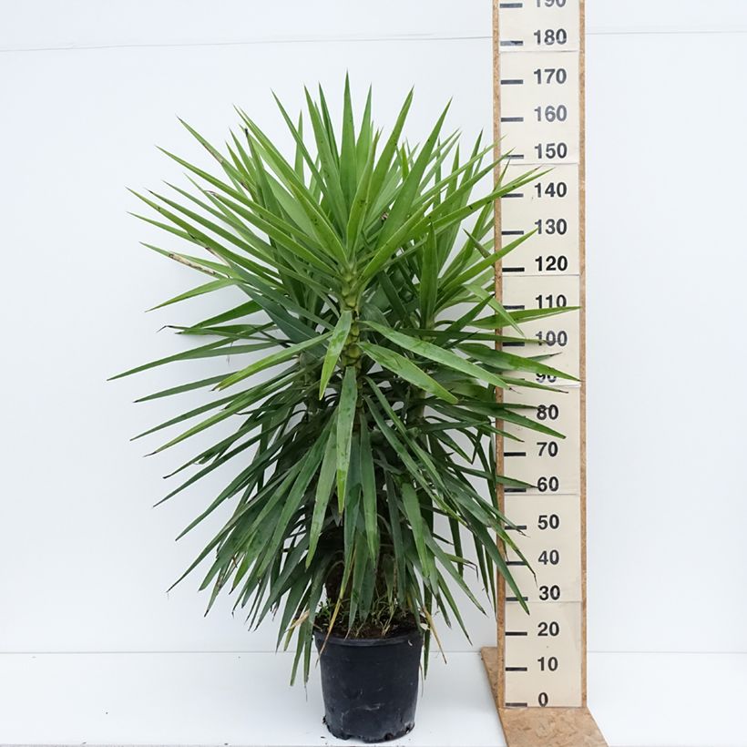 Exemplar von Yucca elephantipes - Riesen-Palmlilie Topf mit 7,5L/10L wie im Sommer geliefert