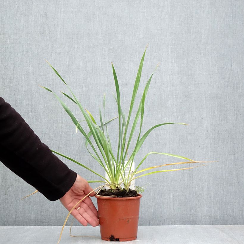 Exemplar von Yucca filamentosa - Fädige Palmlilie Topf mit 1L/1,5L wie im Herbst geliefert