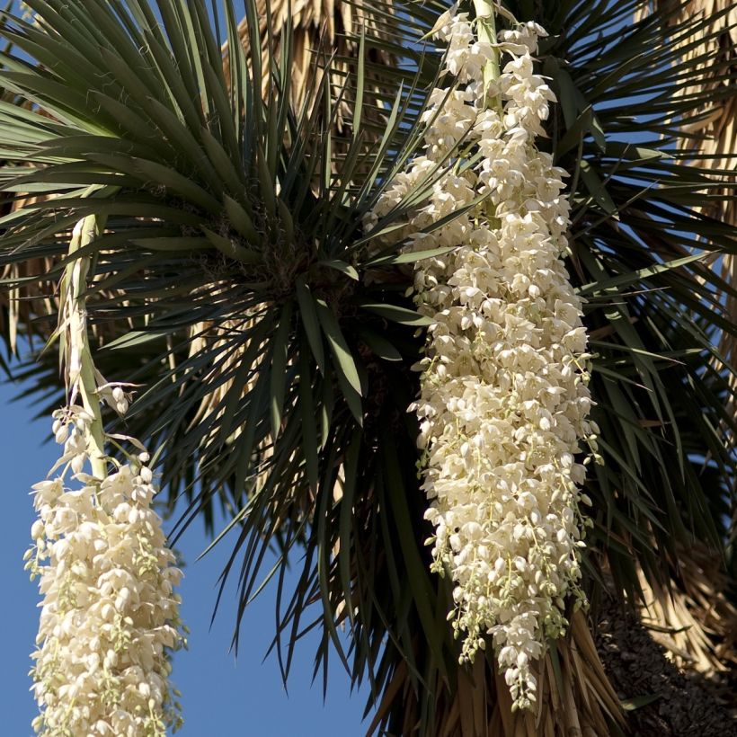 Yucca filifera - Palmlilie (Blüte)