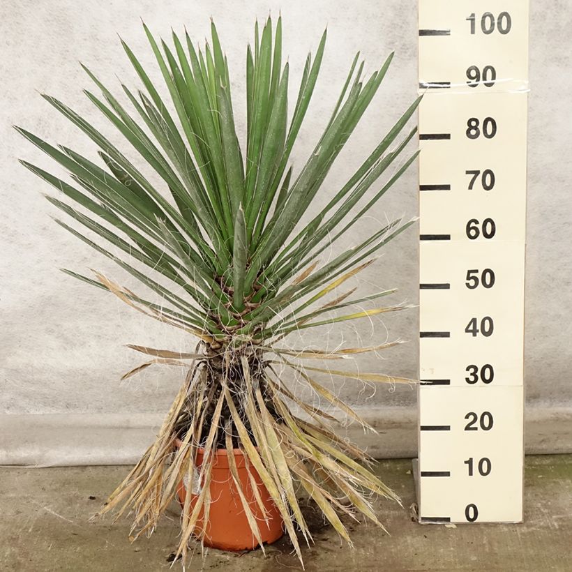 Exemplar von Yucca filifera - Palmlilie Topf mit 7,5L/10L wie im Herbst geliefert