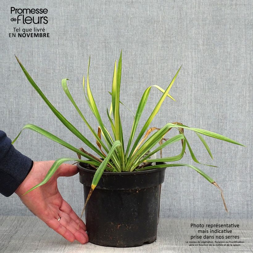 Exemplar von Yucca flaccida Golden Sword - Schlaffe Palmlilie Topf mit 2L/3L wie im Herbst geliefert