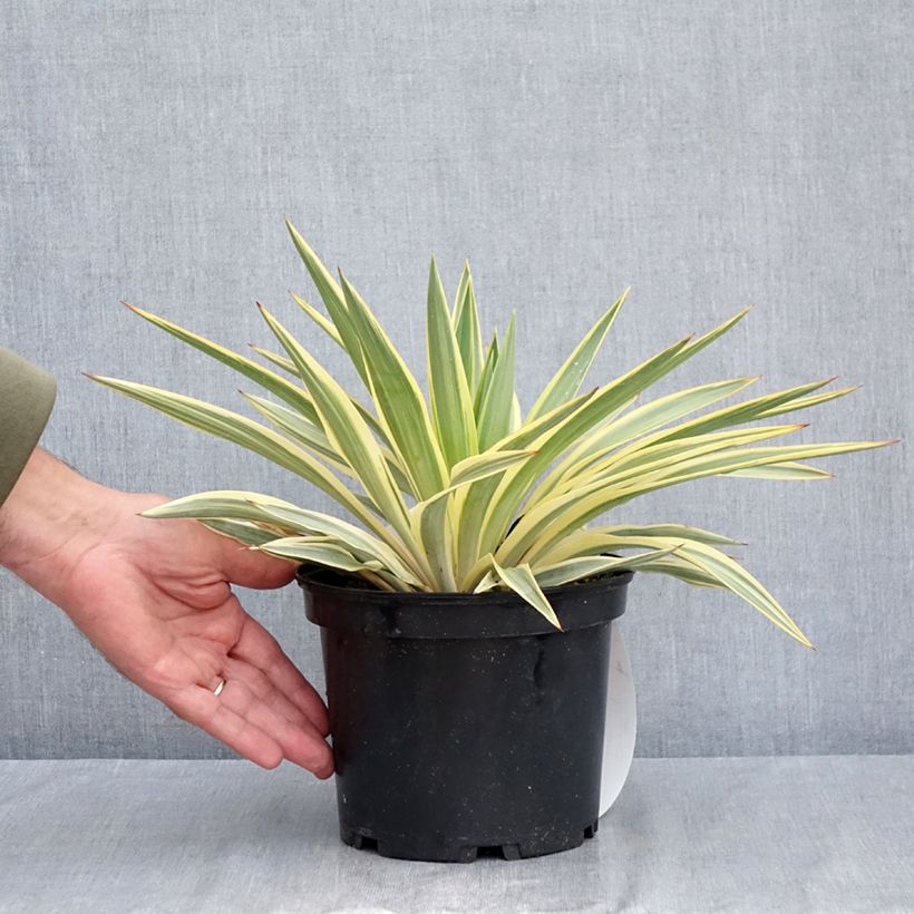 snake plant fertilizer Plant Superfood for SNAKE PLANTS with B1 Vitamin, Glucose and Essential Minerals main image 0