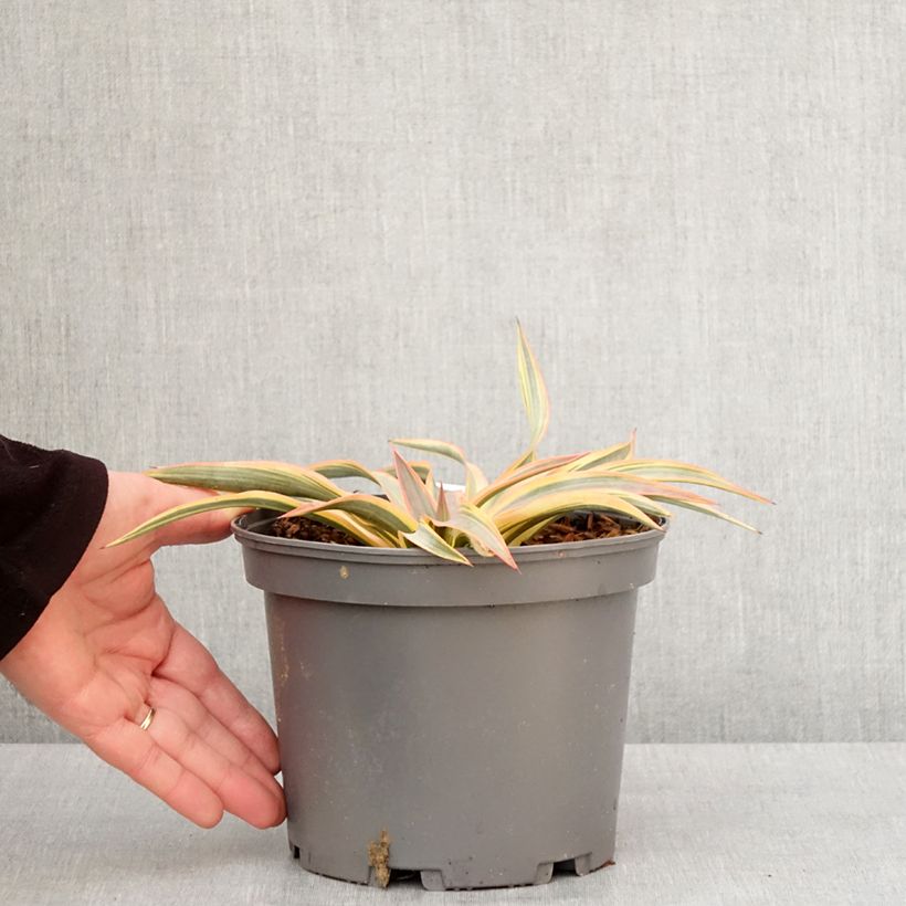 Exemplar von Yucca gloriosa Citrus twist - Kerzen-Palmlilie Topf mit 2L/3L wie im Winter geliefert