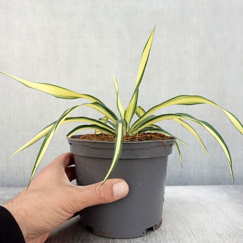 Exemplar von Yucca gloriosa Variegata - Kerzen-Palmlilie Topf mit 2L/3L wie im Herbst geliefert