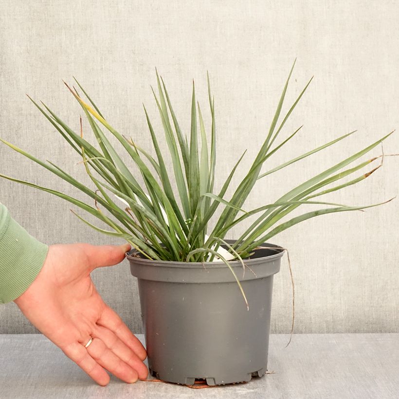 Exemplar von Yucca French Flag - Palmlilie Topf mit 3L/4L wie im Winter geliefert