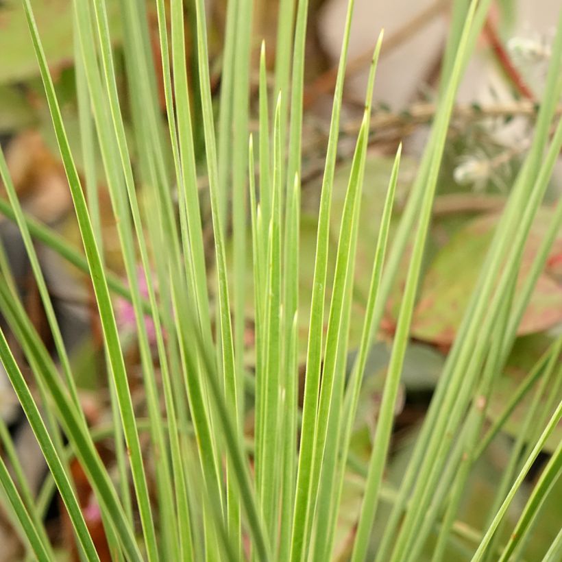 Yucca linearis Cascade - Schmalblättrige Yucca (Laub)