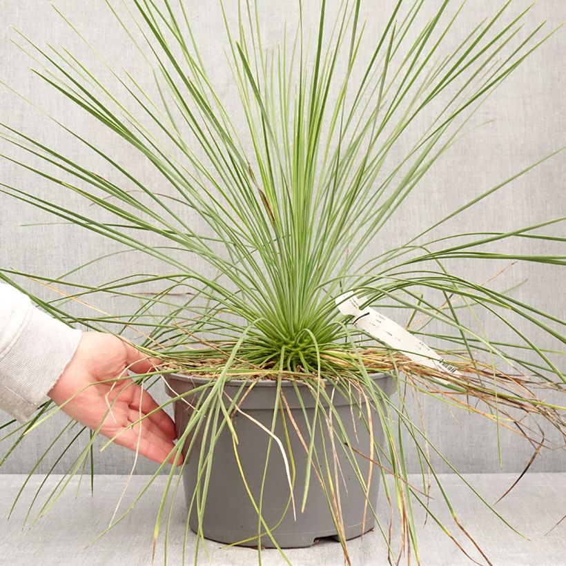 Exemplar von Yucca linearis Cascade - Schmalblättrige Yucca Topf mit 7,5L/10L wie im Frühjahr geliefert