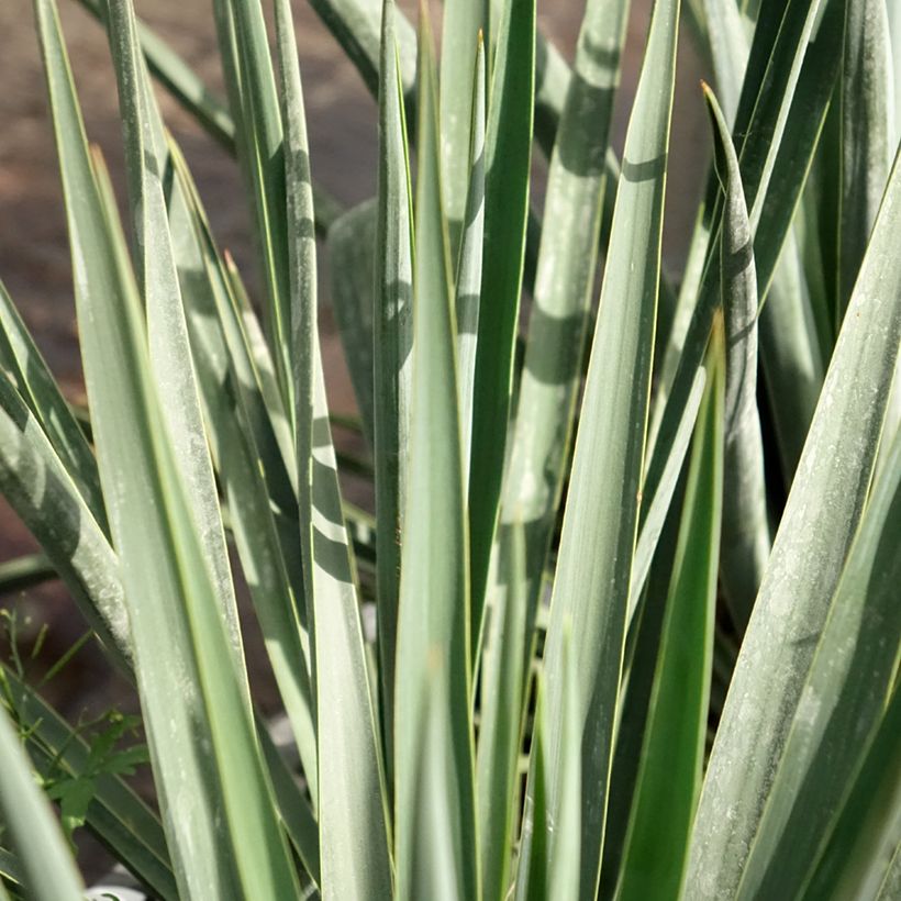 Yucca rigida Blue Sentry - Starre Palmlilie (Laub)