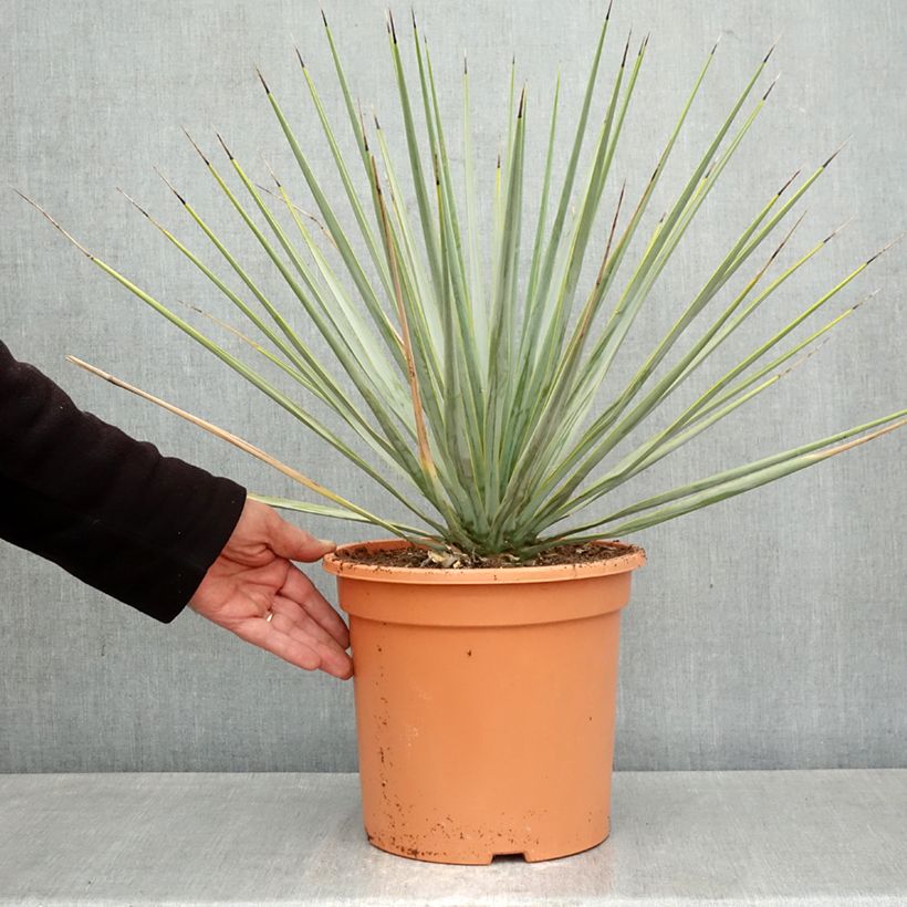 Exemplar von Yucca rigida - Starre Palmlilie Topf mit 7,5L/10L wie im Frühjahr geliefert