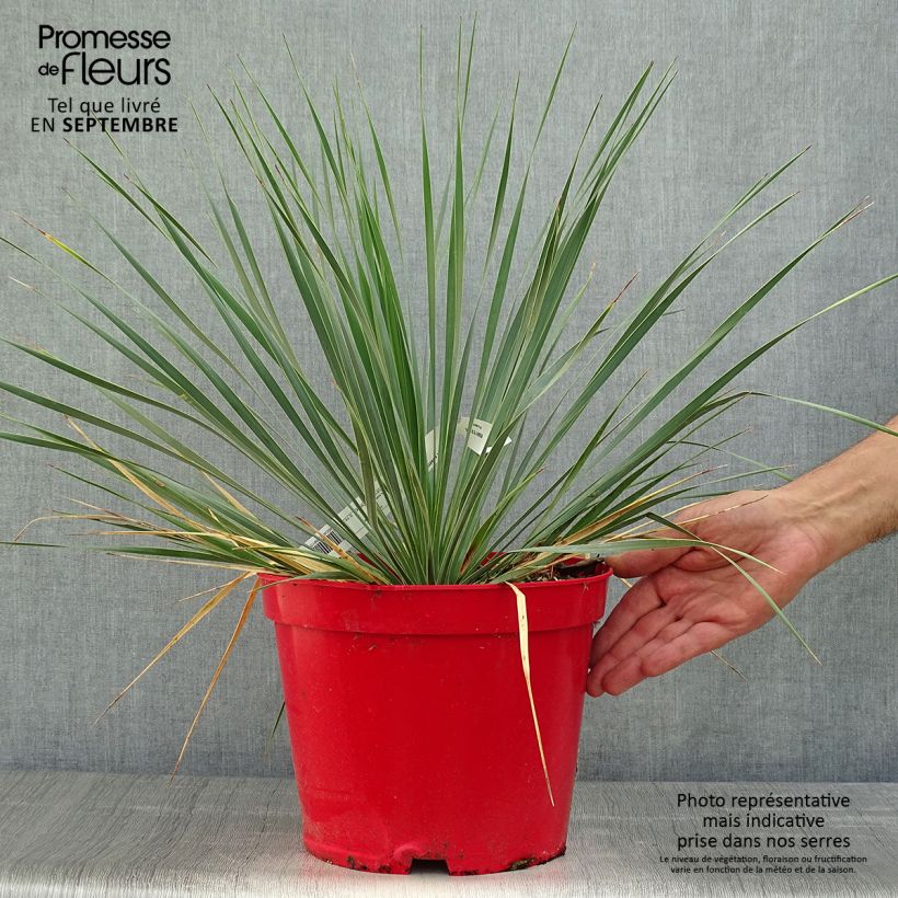Exemplar von Yucca rostrata - Schnabel-Palmlilie Topf mit 4L/5L wie im Herbst geliefert
