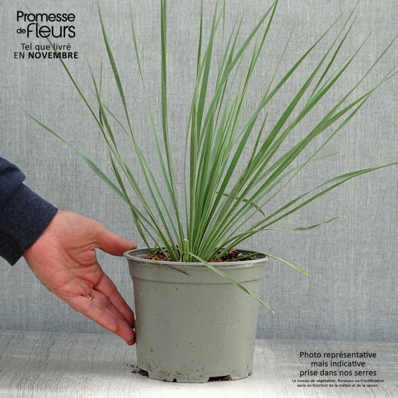 Exemplar von Yucca rostrata Sapphire Skies - Schnabel-Palmlilie Topf mit 3L/4L wie im Herbst geliefert