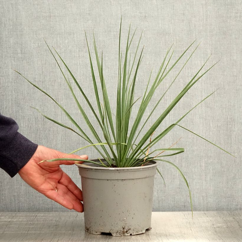 Exemplar von Yucca rostrata Sapphire Skies - Schnabel-Palmlilie Topf mit 3L/4L wie im Frühjahr geliefert