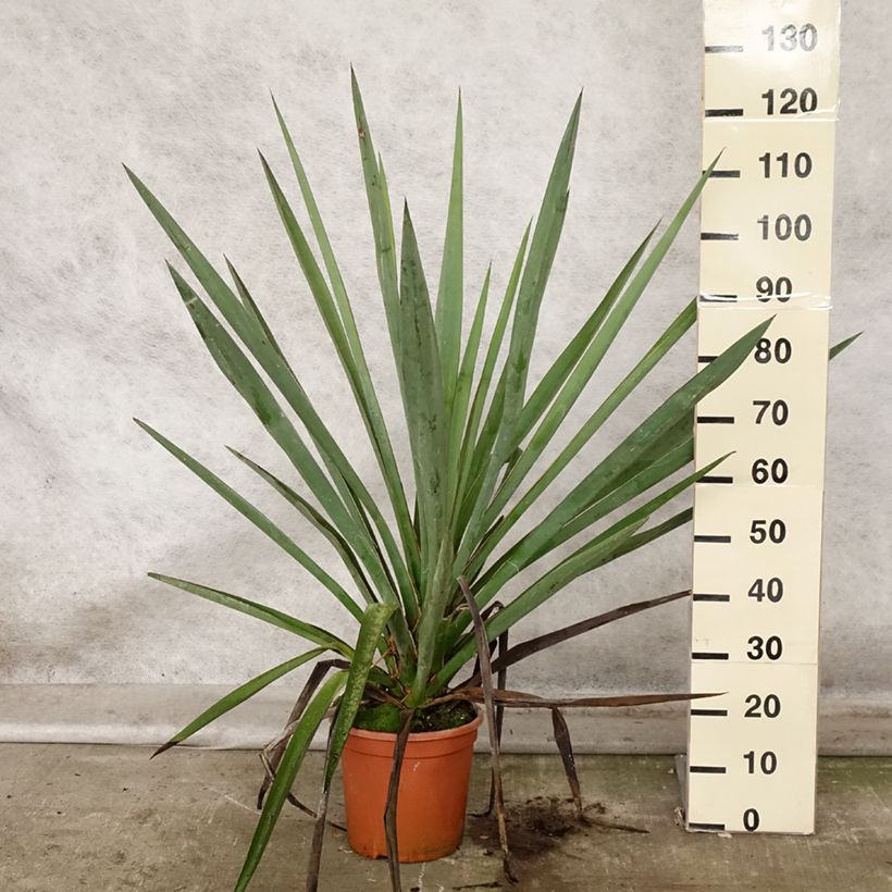 Exemplar von Yucca torreyi - Torrey-Palmlilie Topf mit 7,5L/10L wie im Herbst geliefert