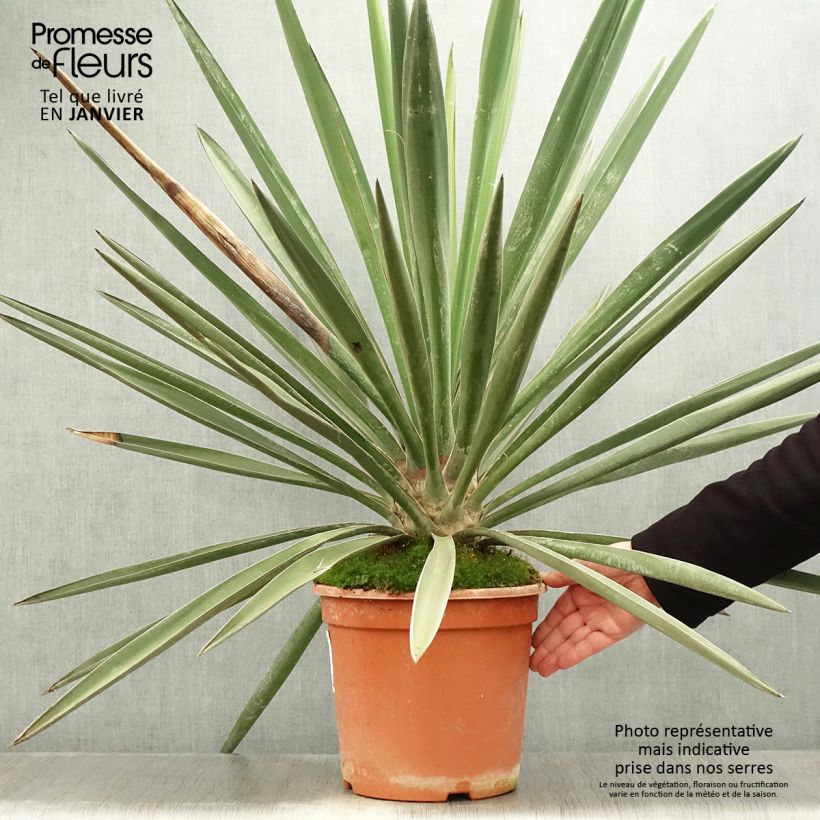 Exemplar von Yucca torreyi - Torrey-Palmlilie Topf mit 7,5L/10L wie im Winter geliefert